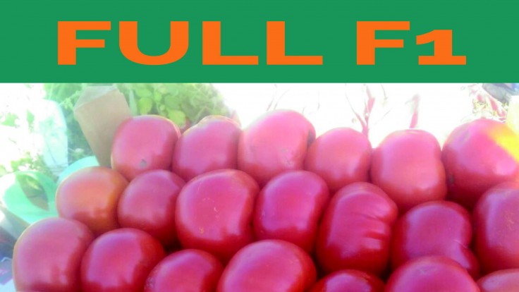 Fuanli F1 “Sofralık”